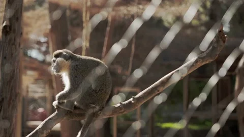 A green monkey sits on a tree branch behind a metal fence in a zoo enclosure Stock Footage 229656323