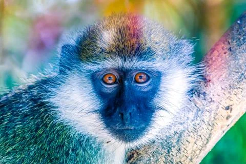 Green monkey sitting on a tree looking into the camera Stock Photos