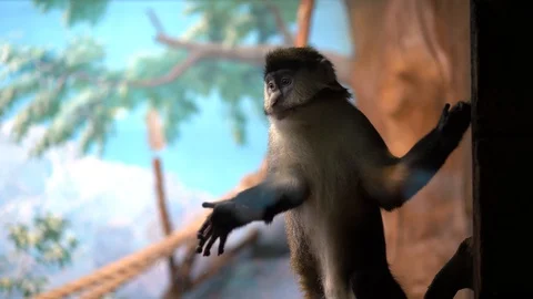 A green monkey stands leaning on the transparent glass Stock Footage 128180655