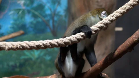 The green monkey stands with one foot on a wooden stick 스톡 동영상 128181505
