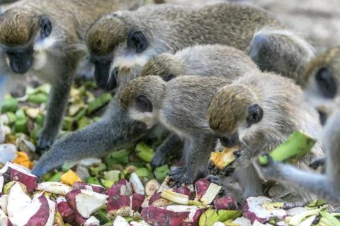 Green monkeys Foto stock