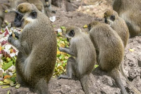 Green monkeys Foto stock