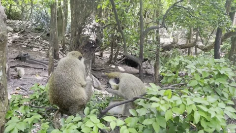 Green monkeys on a tree branch Stock Footage 249186442