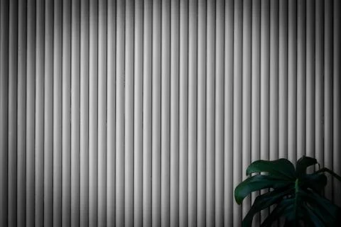 Green monstera leaf creating contrast against gray background Foto stock
