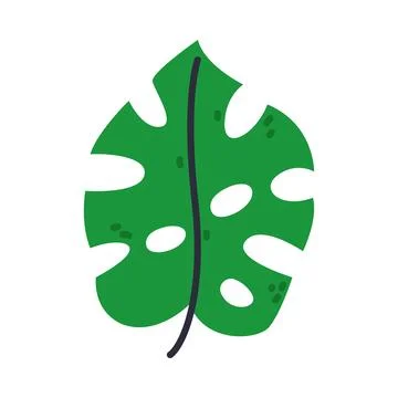 Green Monstera Leaf as Creative Element Isolated on White Background Vector Stock Illustration