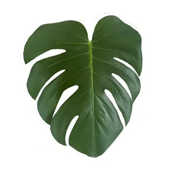Green Monstera Leaf Isolated on White Background Stock Illustration