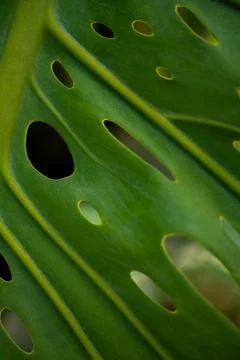 Green monstera leaf macro Stock Photos
