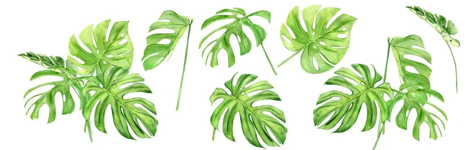 Green monstera leaf set. Tropical plant. Hand painted watercolor illustration Illustrazione stock