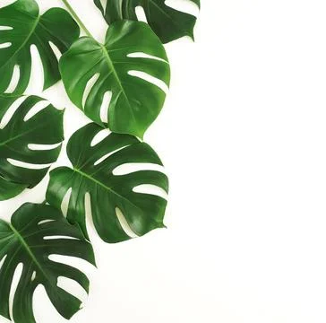 Green monstera leaves pattern frame isolated on a white background. copy space Stock Photos