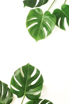 Green monstera leaves pattern frame isolated on a white background. copy space Stock Photos