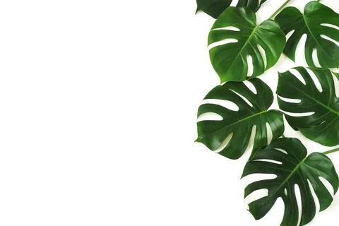 Green monstera leaves pattern frame isolated on a white background. copy space Stock Photos