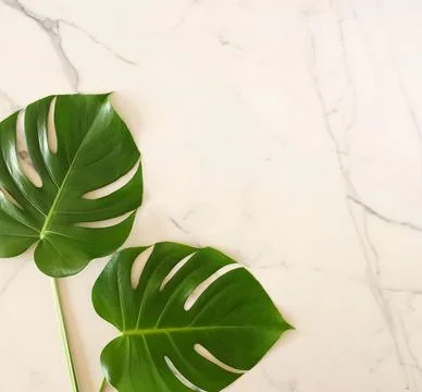 Green monstera leaves pattern frame on a white marble background. copy space Stock Photos