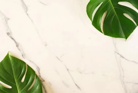 Green monstera leaves pattern frame on a white marble background. copy space Stock Photos
