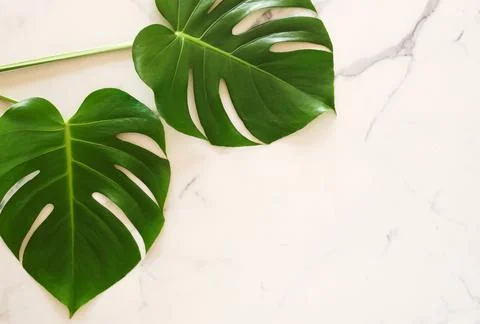 Green monstera leaves pattern frame on a white marble background. copy space Stock Photos