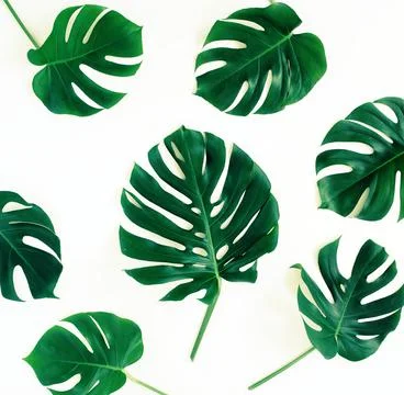Green monstera leaves pattern isolated on a white background.  Stock Photos