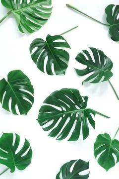 Green monstera leaves pattern isolated on a white background.  Stock Photos
