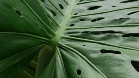 Green Monstera Leaves Texture. Stock Footage 314876553