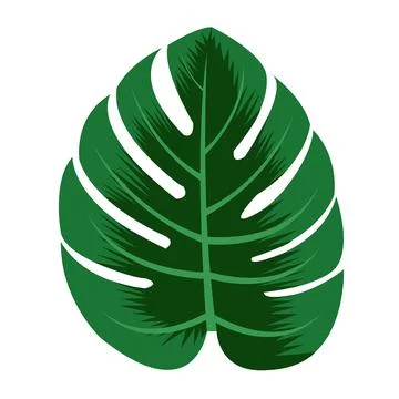 Green monstera leaves on white background isolate Stock Illustration