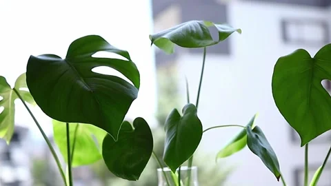 Green monstera plant Stock Footage 201944017