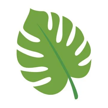Green Monstera Tropical Leaf Vector Illustration Stock Illustration