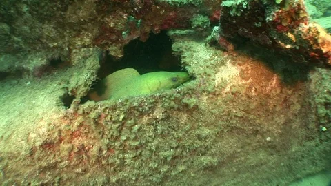Green Moral Eel in shipwreck Video stock 95605045