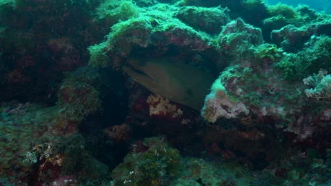 Green Moray in a Caribbean reef Stock Footage 328707587