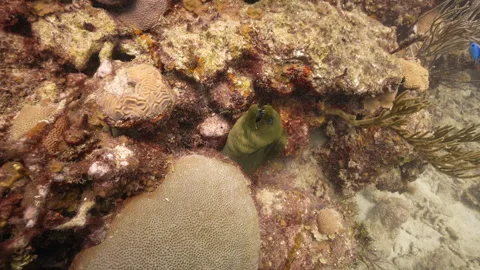Green Moray Eel along the Cuba Reef Stock Footage 319406392