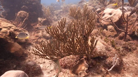 Green Moray Eel along the Cuban Reef Stock Footage 320293637