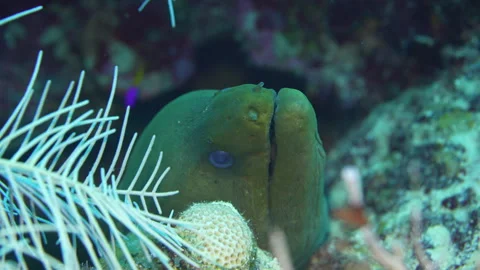 Green Moray Eel along the Cuban Reef Stock Footage 324753479