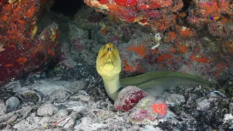 A green moray eel being cleaned in its lair within the reef Stock Footage 156971326