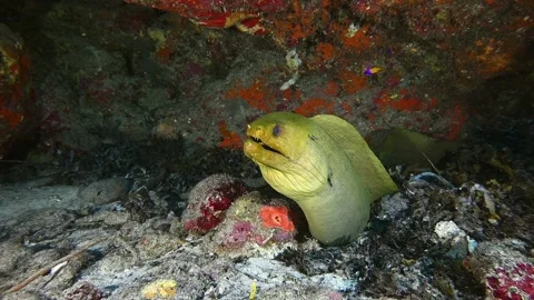 A green moray eel being cleaned by little gobies in the snctuary of his lair Stock Footage 156971432