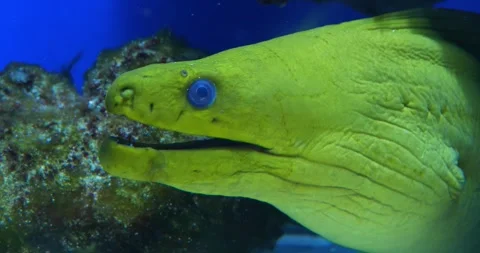 Green moray eel close-up. Moray eel opens and closes its mouth Stock Footage 308652814