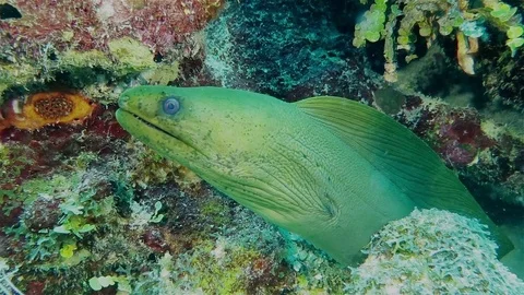 Green moray eel on the coral reef Video stock 76931412