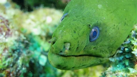 Green moray eel on the coral reef, close up Video stock 76993064