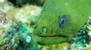 Green Moray Eel On The Coral Reef, Close Up Stock Footage