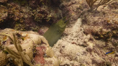 Green Moray Eel in Cuba Stock Footage 319407904