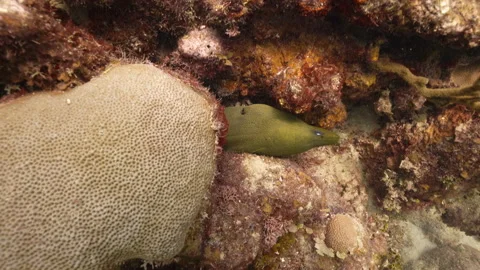 Green Moray Eel on Cuba reef Stock Footage 319406771