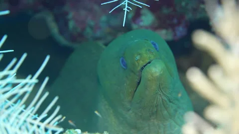 Green Moray Eel on the Cuban Reef Stock Footage 324753684