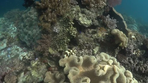 Green Moray eel with double jaw Video stock 80867336