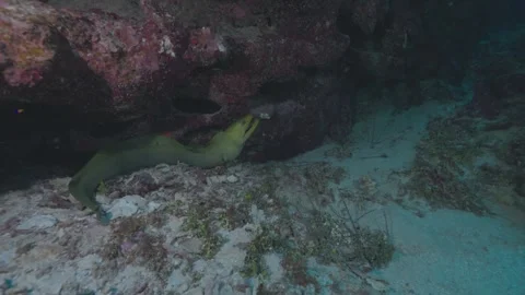 Green Moray Eel Emerging from Coral Reef in 4K 60 FPS Stock Footage 321037961
