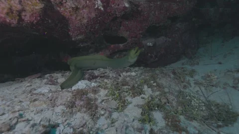 Green Moray Eel Emerging from Coral Reef in 4K 60 FPS Stock Footage 321037965