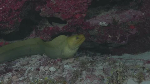 Green Moray Eel Emerging from Coral Reef in 4K 60 FPS Stock Footage 321037968