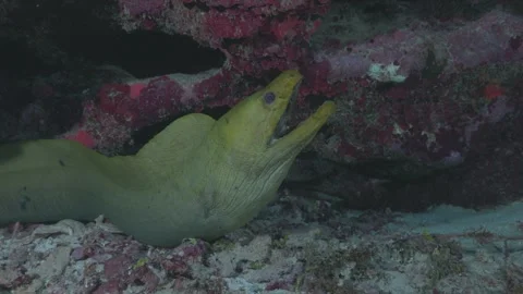 Green Moray Eel Emerging from Coral Reef in 4K 60 FPS Stock Footage 321037980