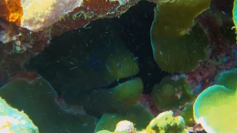 Green Moray Eel Face Close Up In Colourful Coral Reef Hole Looking Dangerous Stock Footage 113472629