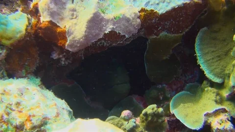 Green Moray Eel Face Close Up In Colourful Coral Reef Looking Dangerous Under Stock Footage 113482179