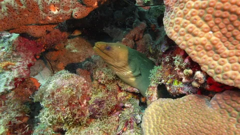 Green Moray eel, facing left, in the coral Stock Footage 224398324
