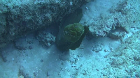 Green Moray Eel 스톡 동영상 565851