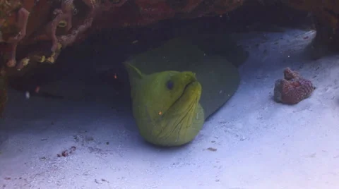 Green Moray Eel 库存影片 1080474