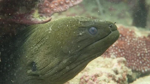 Green Moray eel Stock Footage 80853531