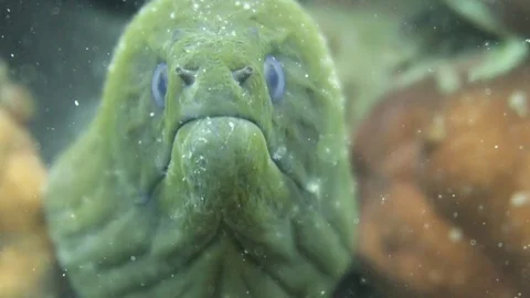 Green Moray eel Stock Footage 80899622